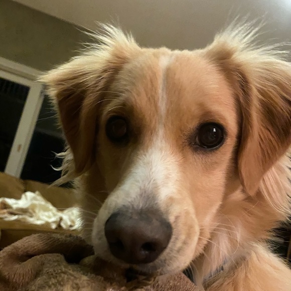 Meet your Posher, Laurie - Picture 7 of 8